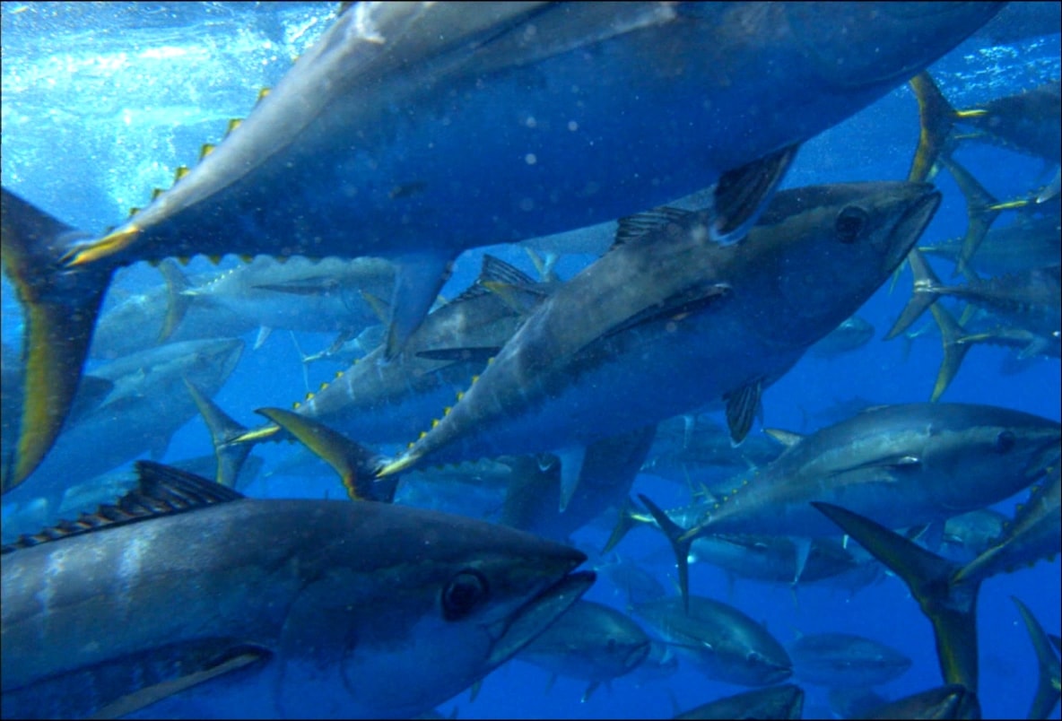 A group of fish are swimming slowly through blue water from the left of the screen to the right. The fish are blue-silver in color with yellow tints on their side and back fins. Sunlight can be seen breaking through the surface of the water in the top left of the screen.