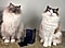 Two beautiful Ragdoll cats lounge on their cat trees and look at camera.