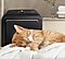Remove stubborn pet odor
