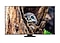 QLED 4K