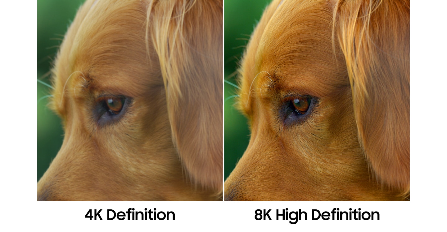 The same dog images with different picture quality show a comparison between 4K Definition and 8K High Definition. The image having 8K High Definition on the right side displays a more clear picture than the one of 4K Definition on the left side.