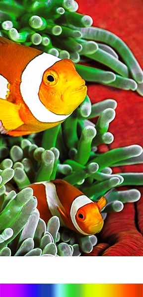 To Quantum dot color display shows wider color spectrum bar and good and clear of fish images