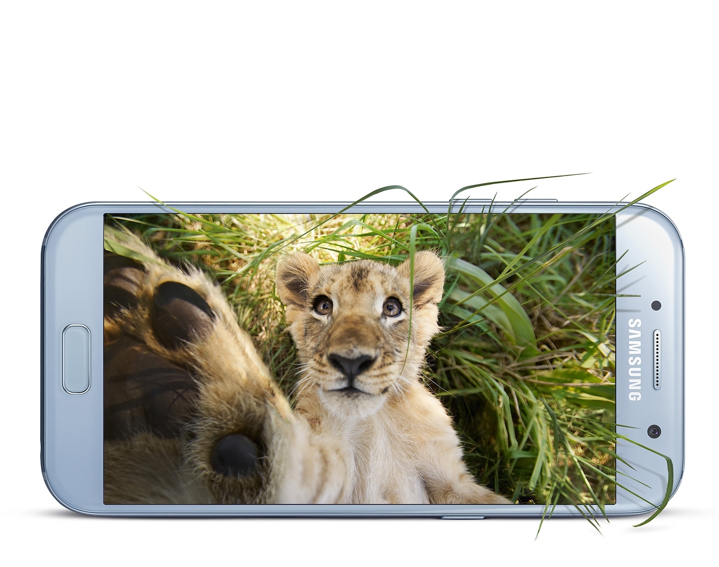 Selfie d'un lionceau avec l'appareil photo du Galaxy A3 (2017).