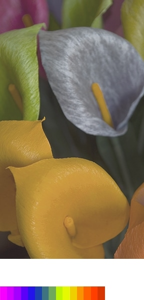 PurColor se explica a través de la barra del espectro amplio de colores y de la imagen de flor clara