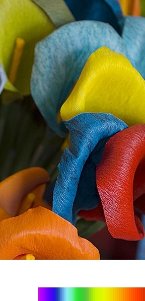 PurColor se explica a través de la barra del espectro amplio de colores y de la imagen de flor clara
