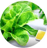 leaf vegetable