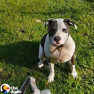 A Super Slow-mo video from The Dodo shot on Galaxy of a pitbull being sprayed in the mouth with a hose. The video is shot from multiple angles.