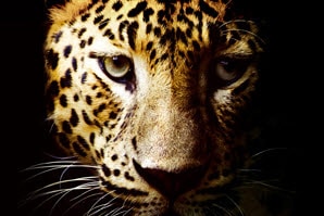 A leopard image showing a clear details