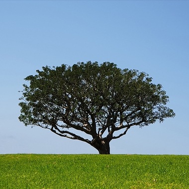 Learn how to take a photo that emphasizes the beauty of trees with Scene Optimizer’s Tree mode