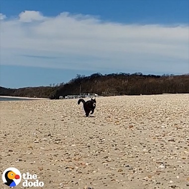 Video Super Slow-mo de The Dodo filmado en un Galaxy de un gato aventurero que corre por la playa y nada en el agua.