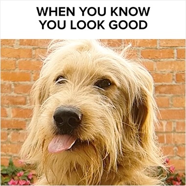 A Super Slow-mo video from BuzzFeed shot on Galaxy of a dog sticking out its tongue and shaking. The caption above says “When you know you look good”