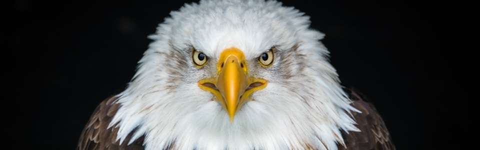 deuxieme ecran pour des aigles au regard percant deuxieme ecran pour des aigles au regard percant