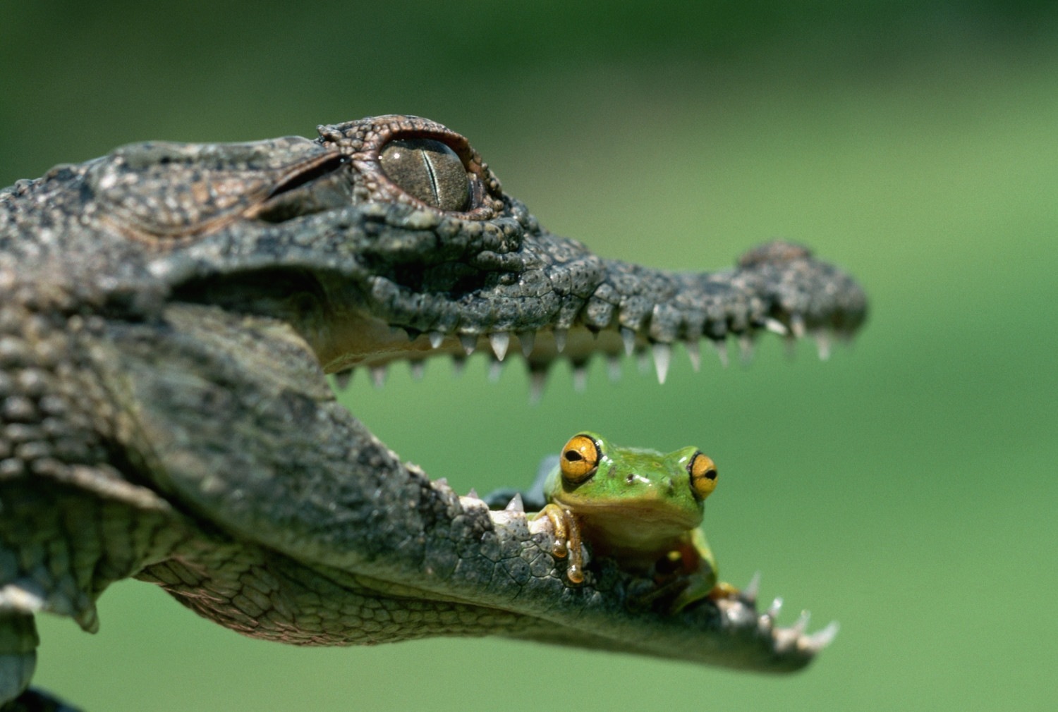 7. Sei kein Frosch!