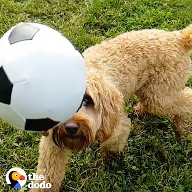 Video Super Slow-mo de The Dodo filmado en un Galaxy para la Copa Mundial 2018. Muestra perros que juegan con diferentes pelotas de fútbol, mientras corren y saltan visto desde una variedad de ángulos con diferentes efectos, incluido el efecto “swing”.
