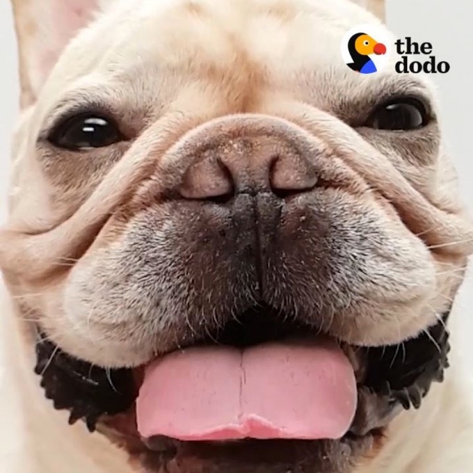 Cute dog videos in super slow motion