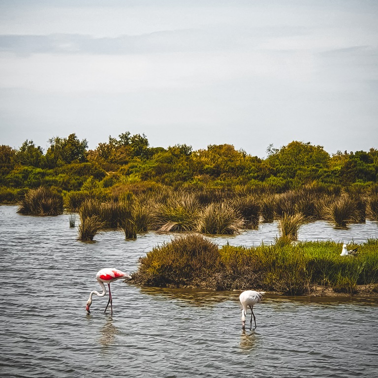 Camargue Camargue