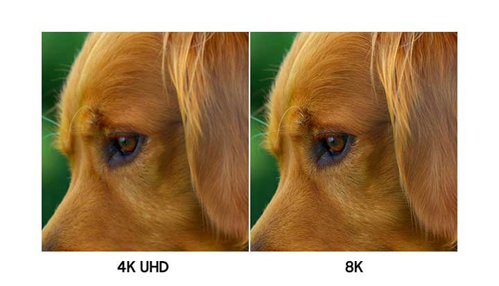 Las mismas imágenes de perros con diferente calidad de imagen muestran una comparación entre la definición 4K y la alta definición 8K. La imagen que tiene 8K de alta definición en el lado derecho muestra una imagen más clara que la de 4K Definition en el lado izquierdo.