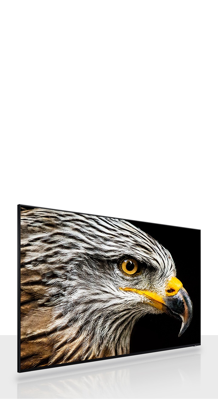 Un televisor de 8K, que es un televisor de alta definición, muestra un acercamiento de la cabeza de un halcón con plumas marrones y blancas.