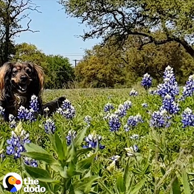 Une vidéo du site The Dodo tournée sur Galaxy S9. Il s'agit d'une sélection de vidéos Super Slow-mo mettant en scène des chiens et utilisant divers effets, dont le swing.