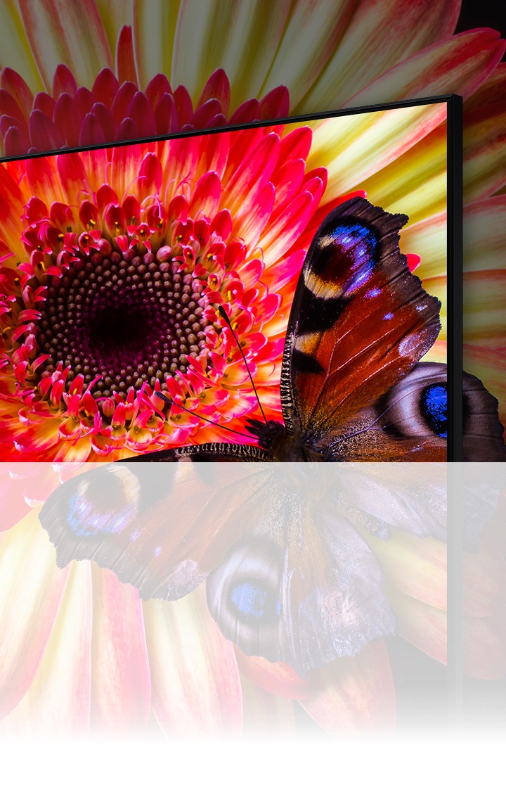Un téléviseur 8K affichant un zoom avant d'une marguerite rose et jaune avec un papillon tacheté de bleu sur ses pétales. La fleur et des parties du papillon continuent de sortir de l'écran pour montrer ce qui ne peut pas être vu sur le téléviseur.