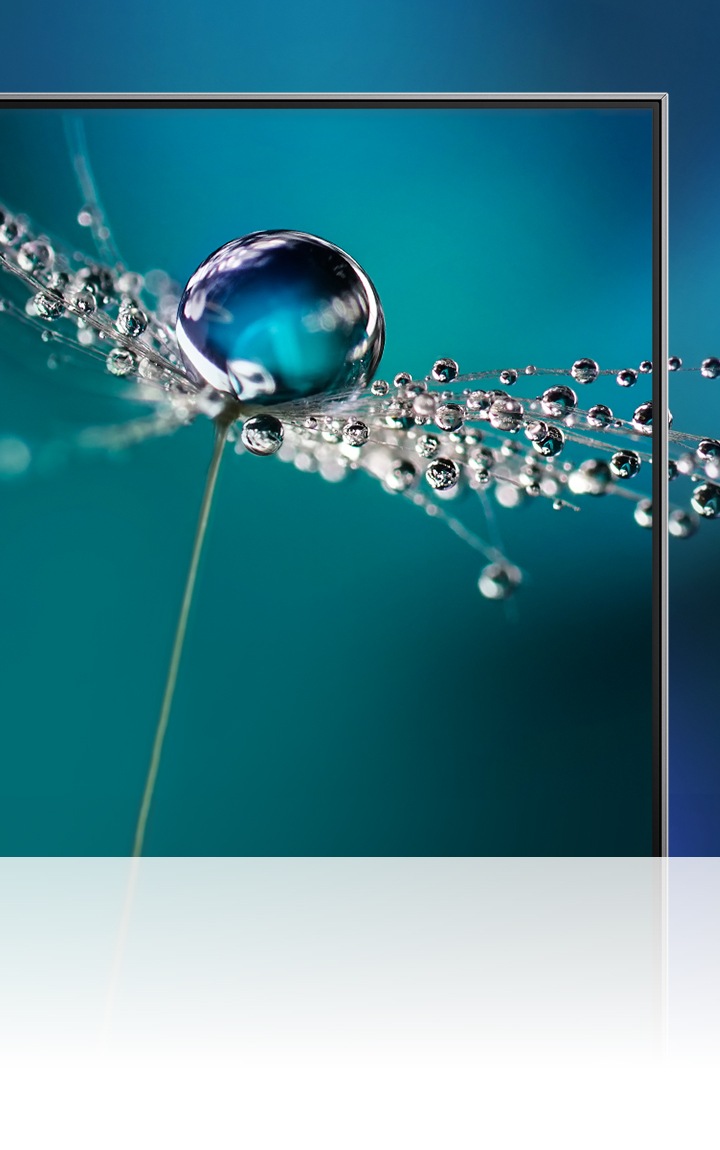 Un téléviseur grande taille affiche une image de pissenlits avec une grosse goutte d'eau en haute qualité d'image.