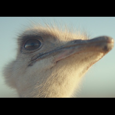 Ostrich1.jpg