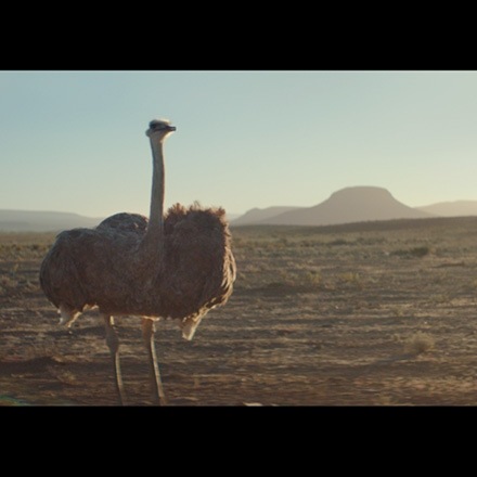 Ostrich2.jpg