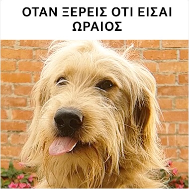 Βίντεο σε πολύ αργή κίνηση από το BuzzFeed που τραβήχτηκε με Galaxy και απεικονίζει ένα σκύλο που έχει έξω τη γλώσσα και τινάζεται. Η λεζάντα από πάνω λέει «Όταν ξέρεις ότι είσαι ωραίος»