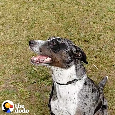Video Super Slow-mo de The Dodo filmado en un Galaxy de perros que saltan y atrapan frutas y verduras visto desde múltiples ángulos con muchos efectos, incluido el efecto “swing”.