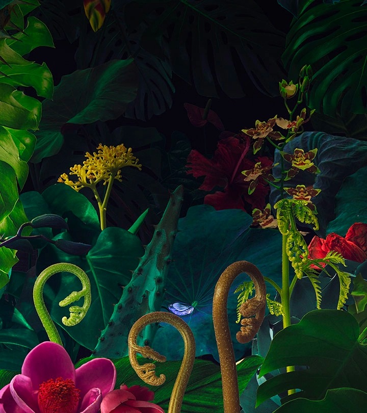 La pantalla muestra una obra de arte que representa un bosque lluvioso lleno de varias formas y flores de colores.