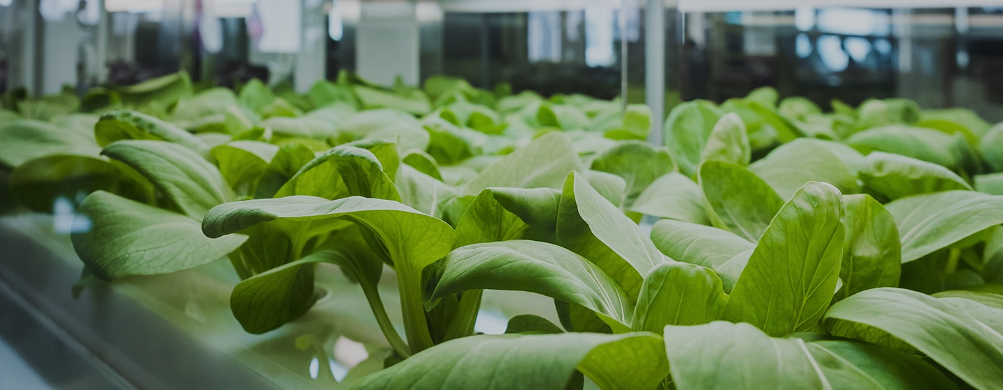 Samsung Horticulture Lighting Solution