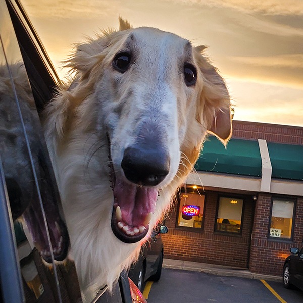 Dans une voiture, un chien bienheureux passe la tête par la vitre baissée et sourit pour la photo