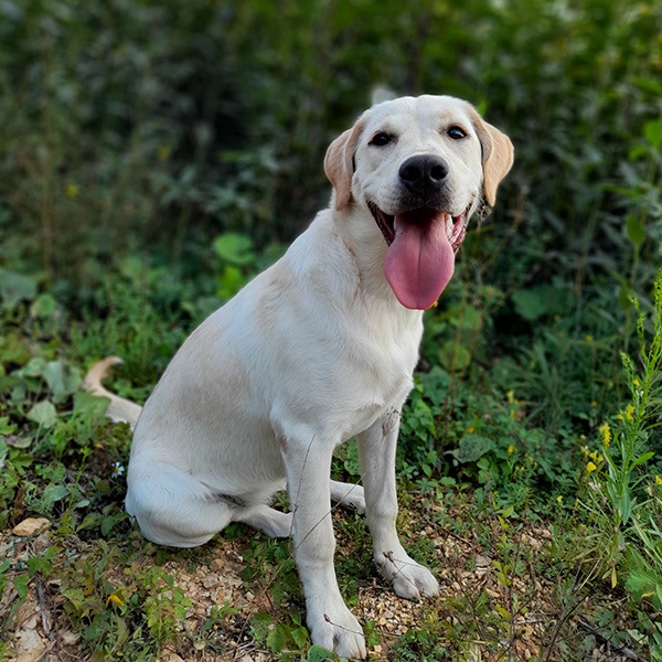 Labrador retriever blanc heureux de sa balade dans les bois, avec un large sourire