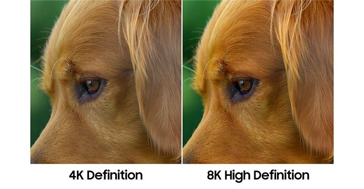 Les mêmes images de chien avec une qualité d’image différente montrent une comparaison entre la définition 4K et la haute définition 8K. L’image avec une haute définition 8K à droite affiche une image plus claire que celle avec une définition 4K à gauche.