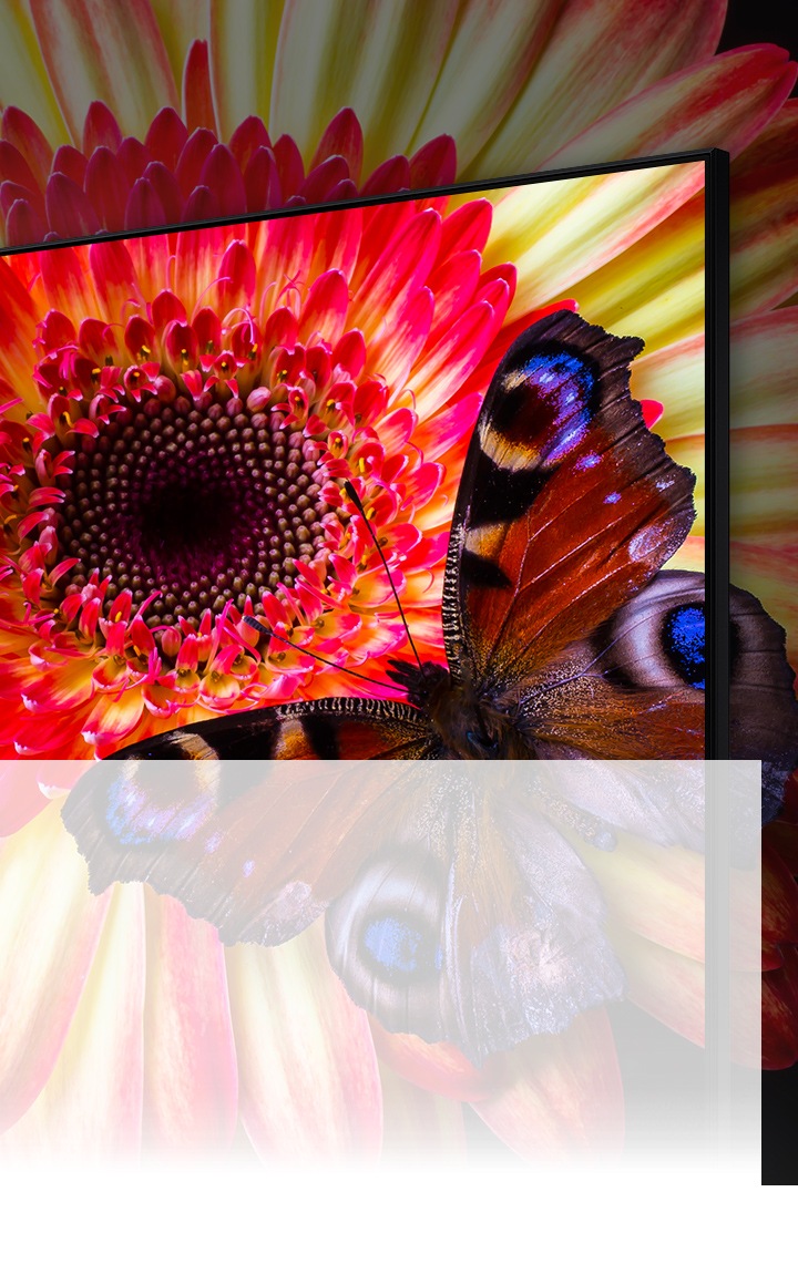 Un téléviseur 8K effectue un zoom sur une marguerite rose et jaune, avec un papillon bleu tacheté sur ses pétales. La fleur et les parties du papillon dépassent de l’écran pour montrer ce que le téléviseur ne peut pas afficher.