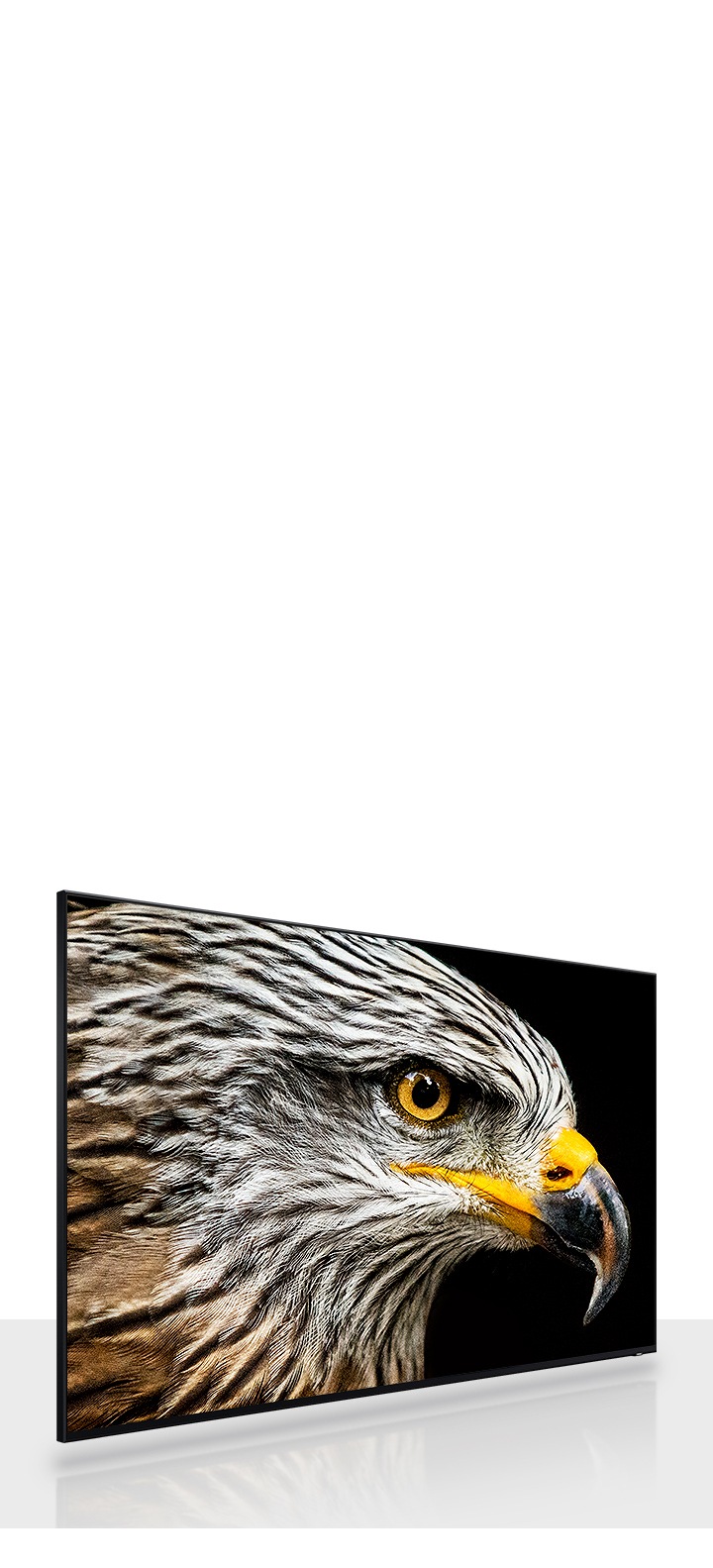 Un téléviseur 8K haute définition affiche un zoom avant sur la tête d’un faucon avec des plumes marron et blanches.