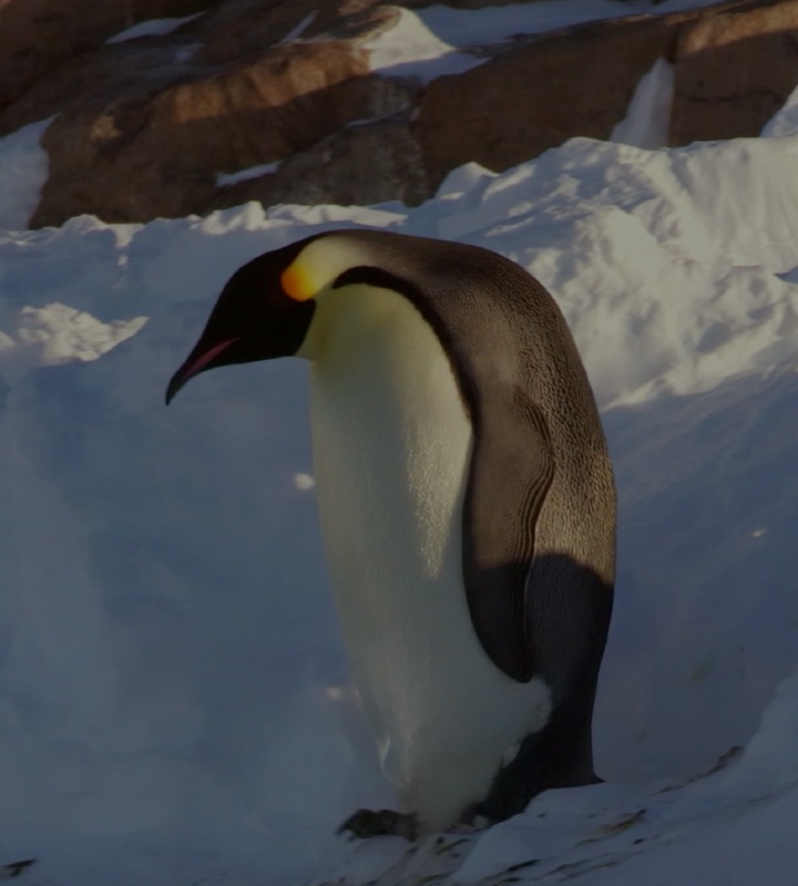 Penguin Samsung Penguin Samsung