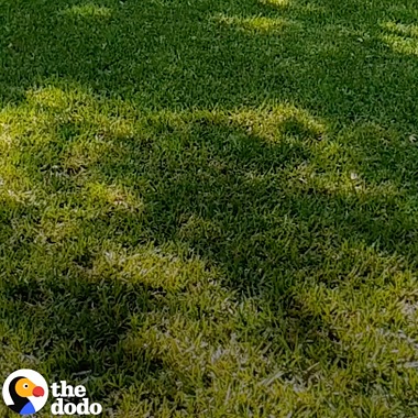 Βίντεο σε πολύ αργή κίνηση από το The Dodo που τραβήχτηκε με Galaxy και απεικονίζει ένα σκυλίσιο πάρτυ με κόργκι όπου τα σκυλάκια κολυμπούν, τρέχουν και πηδούν, τραβηγμένο από πολλές γωνίες με χρήση πολλών εφέ.