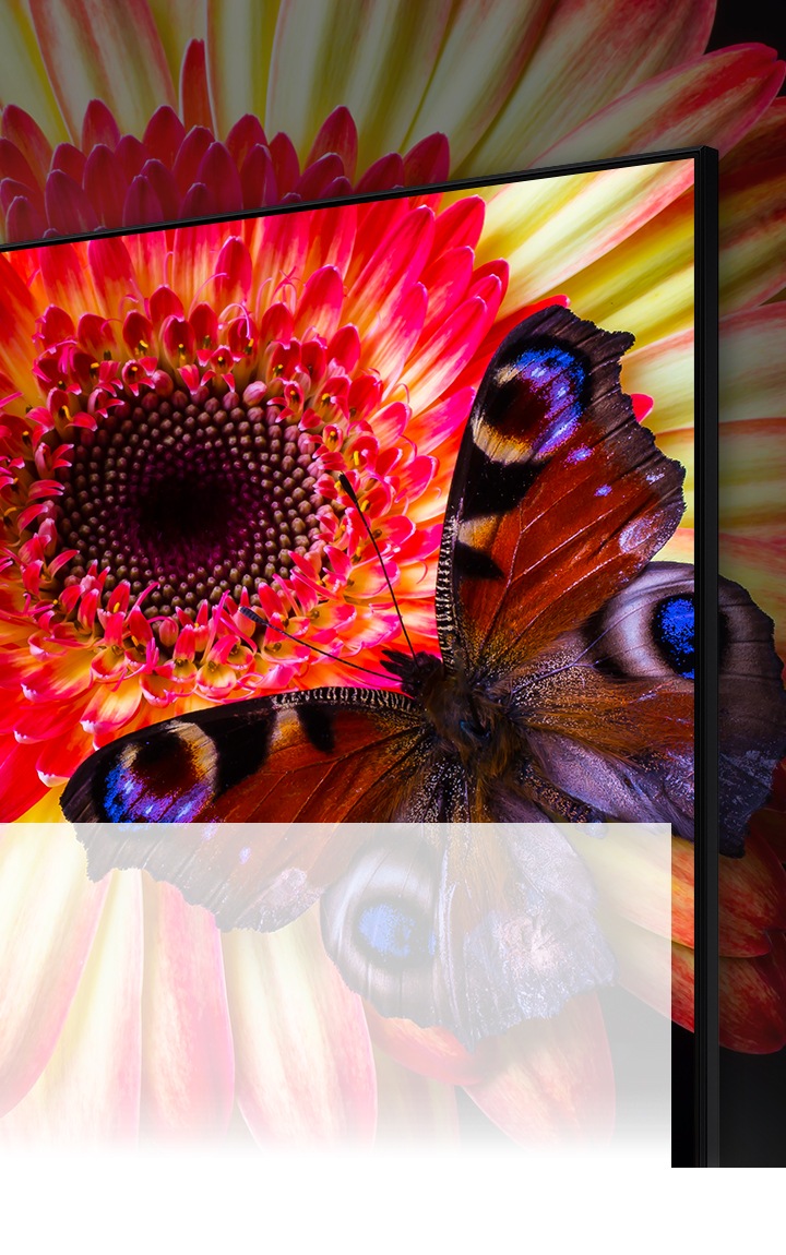 An 8K TV displaying a zoom-in of a pink and yellow daisy with a blue spotted butterfly on its petals. The flower and parts of the butterfly continue off screen to show what cannot be seen on the TV.