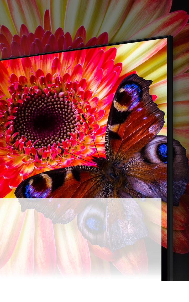 An 8K TV displaying a zoom-in of a pink and yellow daisy with a blue spotted butterfly on its petals. The flower and parts of the butterfly continue off screen to show what cannot be seen on the TV.