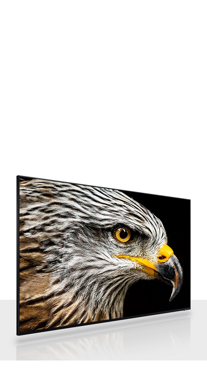 An 8K TV which is high definition TV displays a zoom-in of the head of a hawk with brown and white feathers.