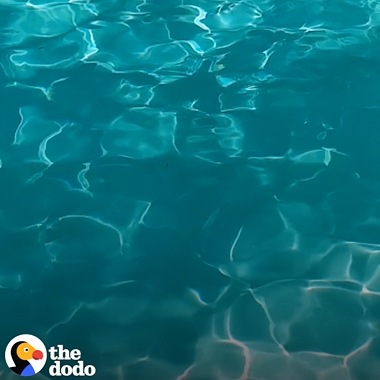 A Super Slow-mo video from The Dodo shot on Galaxy of Labrador dogs jumping into a pool and swimming underwater, chasing tennis balls. Shot from a variety of angles and using different effects like swing.