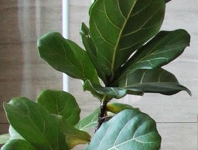 공기정화 식물 이미지