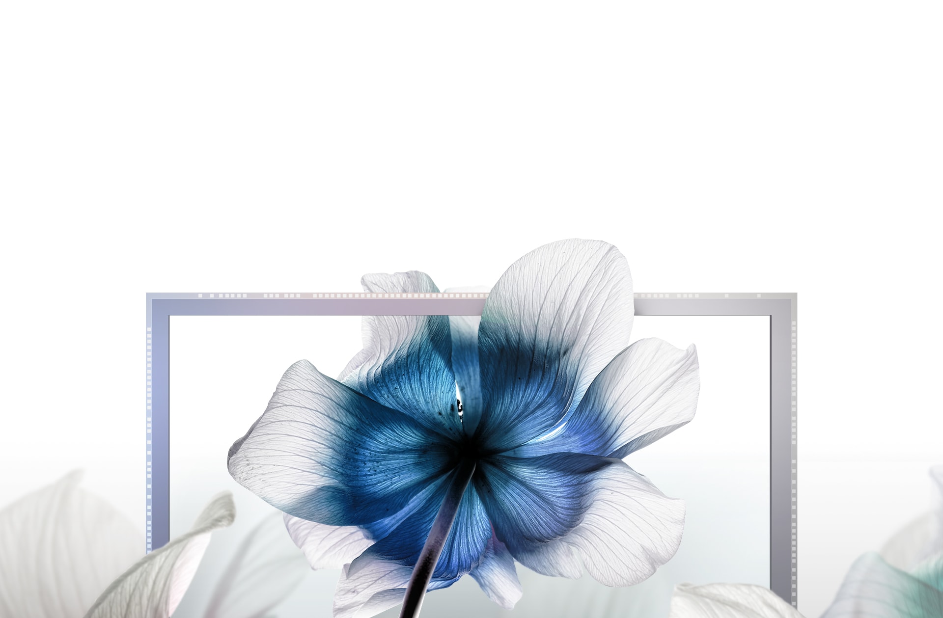 花の上にISOCELL HP1を置いたイメージ。