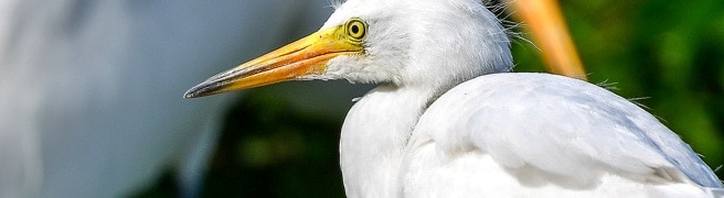 Close-up side view of white bird.