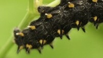 Close-up of a caterpillar walking across a leaf.