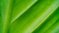 Close-up of a plant leaf.