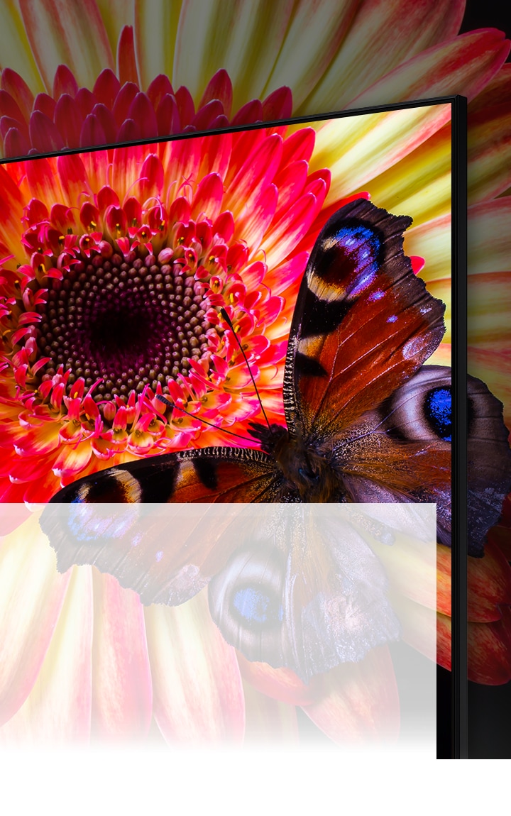 An 8K TV displaying a zoom-in of a pink and yellow daisy with a blue spotted butterfly on its petals. The flower and parts of the butterfly continue off screen to show what cannot be seen on the TV.