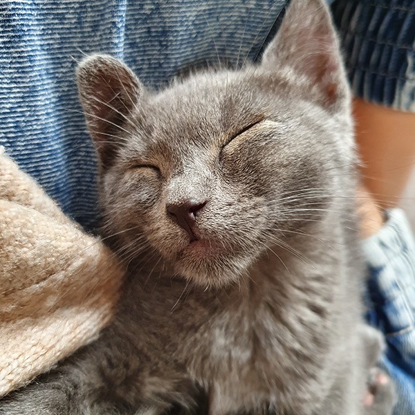 Birinin dizleri üzerinde gözleri kapalı olarak oturan gri bir kedi