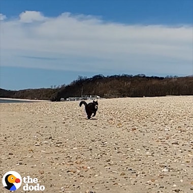 A Super Slow-mo video from The Dodo shot on Galaxy of an adventure cat that is running on the beach and swimming in the water.